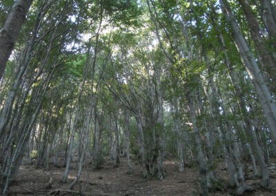 Piano forestale aziendale nei comuni di Boves e Chiusa di Pesio