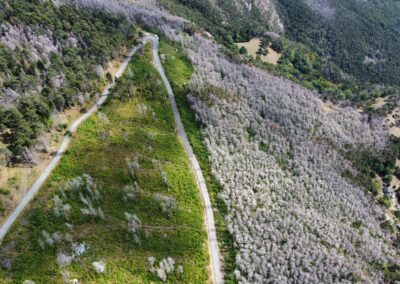Interventi di rimboschimento nelle aree percorse dal fuoco nei comuni di Mompantero e Caselette