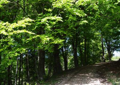 Accordo di Foresta del Monte Penna